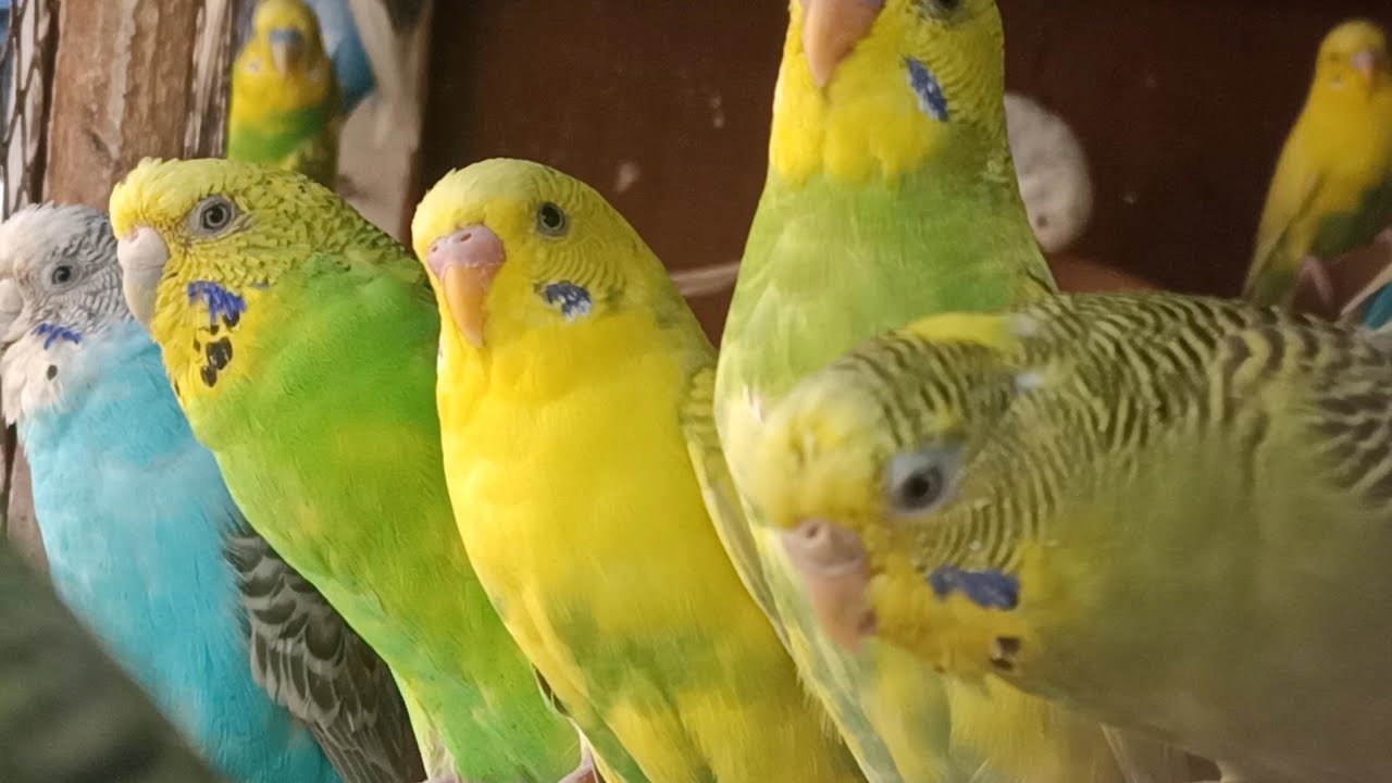 Stress Relief With Birds Sounds | Love Birds Singing🦜🐦😘💕