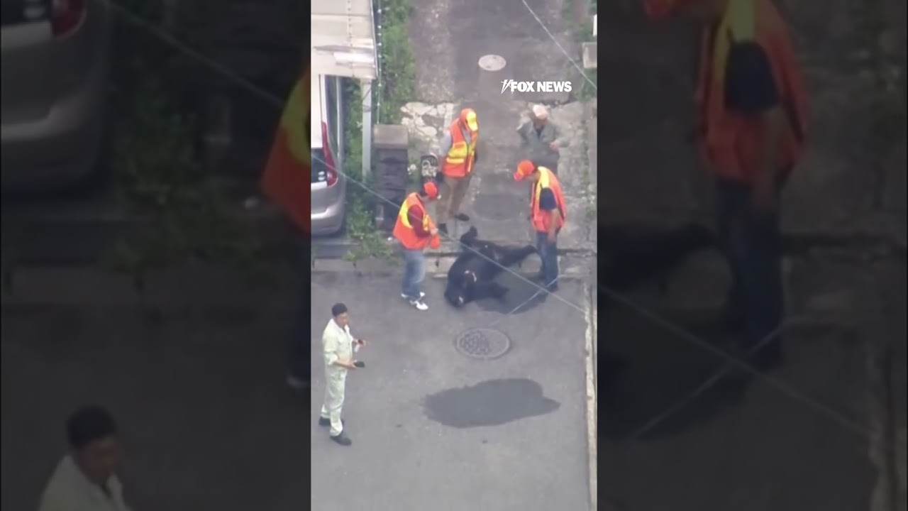SEE IT: Wild bear causes chaos in Japan after sprinting through shopping center #shorts #news #japan