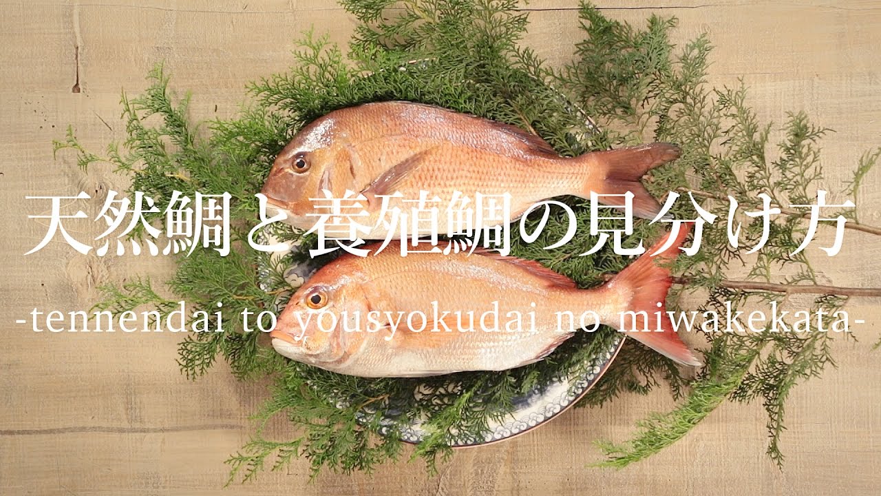 天然鯛と養殖鯛の見分け方 - How to distinguish natural sea bream from cultured one -｜日本さばけるプロジェクト（海と日本プロジェクト）