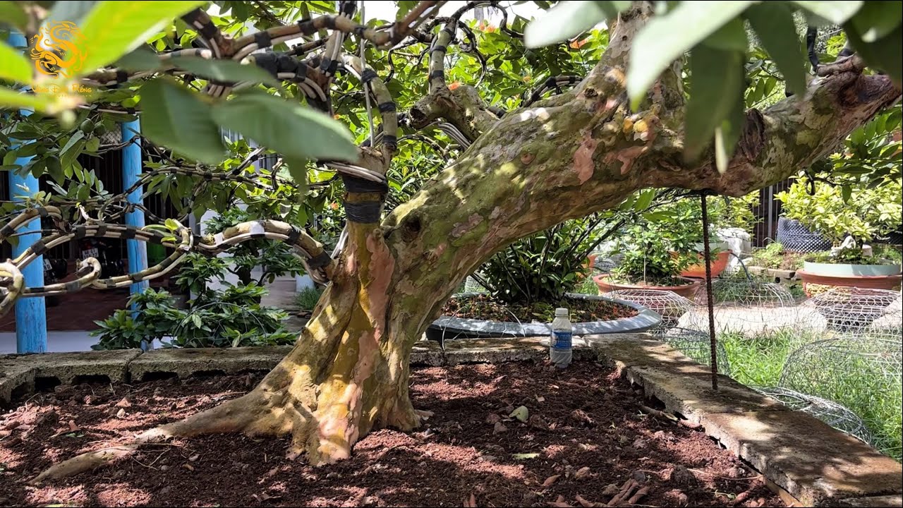 Xuất hiện cây Mai Vàng có bông siêu to và nhiều cây Bonsai cổ thụ khủng ở Kiêng Giang|Vùng Đất Rồng