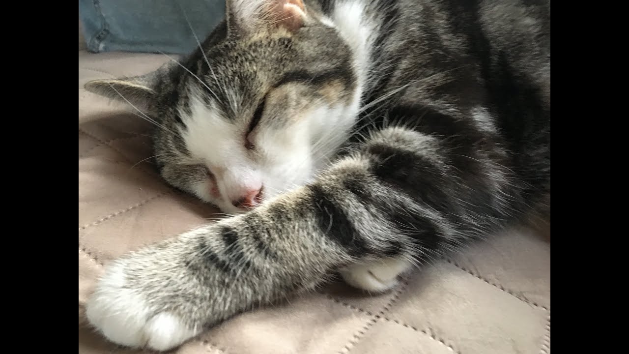 陪我寫字｜一緒に書きましょう｜Write with me 😊｜夜上受降城聞笛．唐．李益 #Pilot Prera M #Pilot Iroshizuku Morning Glory朝顏