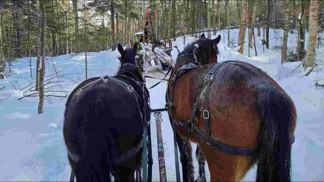 Logging: Draft Horses Vs Heavy Equipment (Percheron Cross versus Timberjack Skidder + C4D Forwarder)