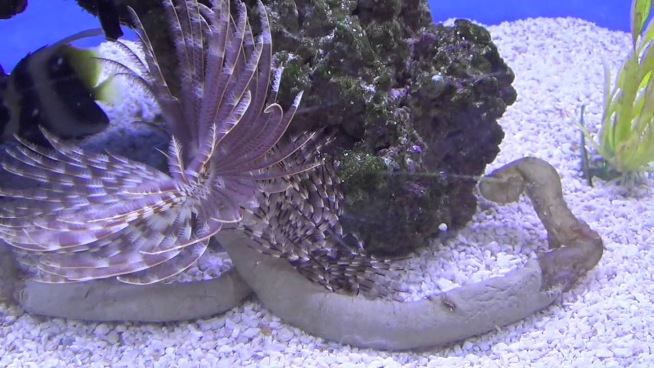 How to care for for Feather Duster Worms