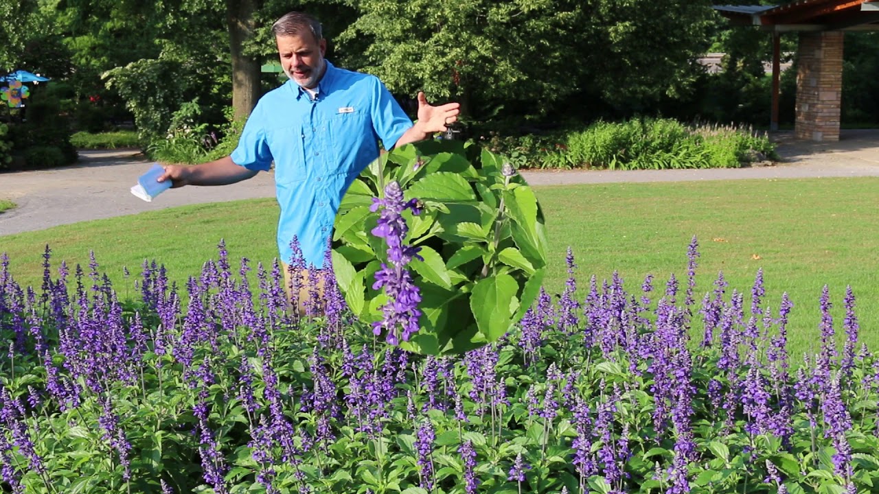 Mealycup sage (Salvia farinacea) - Plant Identification