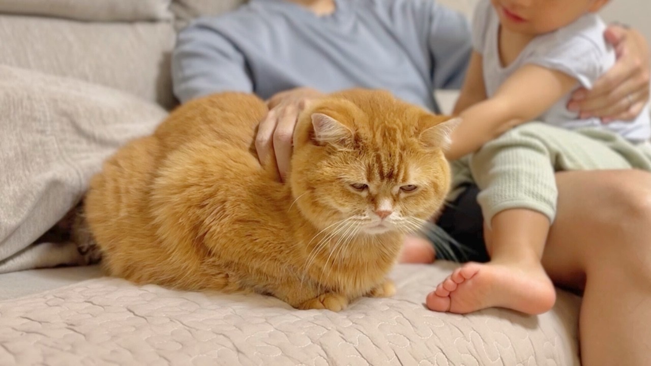 「どうぞお触りくだされ」2歳児のご機嫌をとる方法を心得ている兄猫がこちら