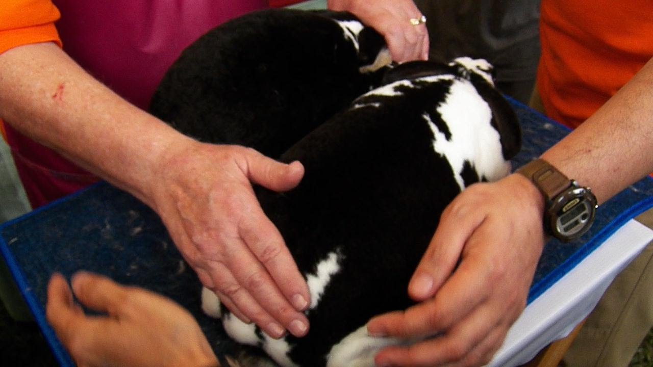 Quality of Standard Rex Rabbit Part 1, IBG 2015 ARBA SHOW