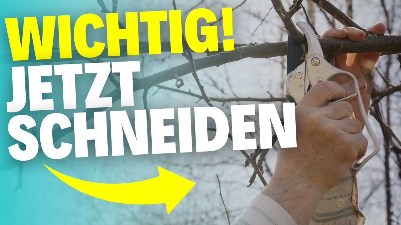 5 Geh&ouml;lze, die du im Februar unbedingt schneiden musst