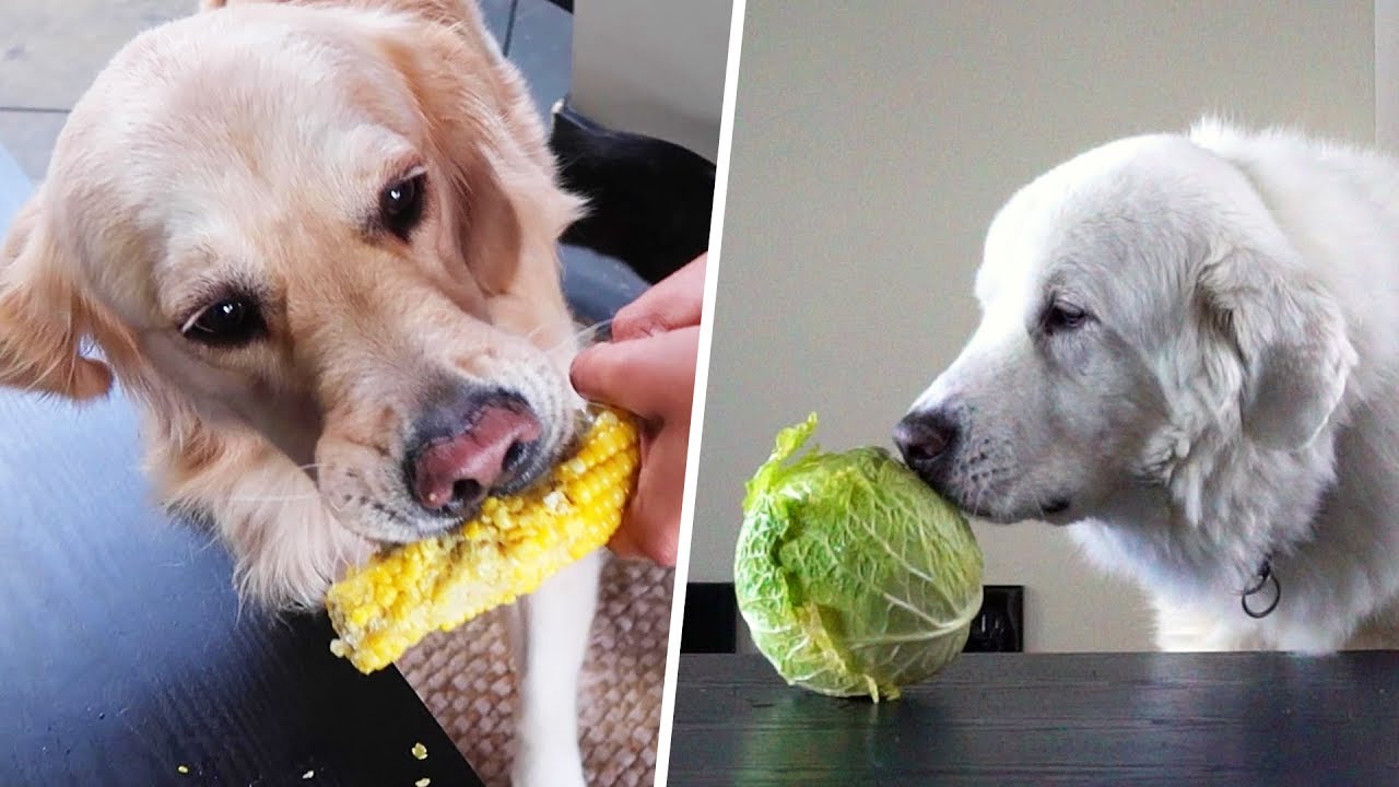 DOGS TRY VEGETABLES FOR THE FIRST TIME - SCS #194