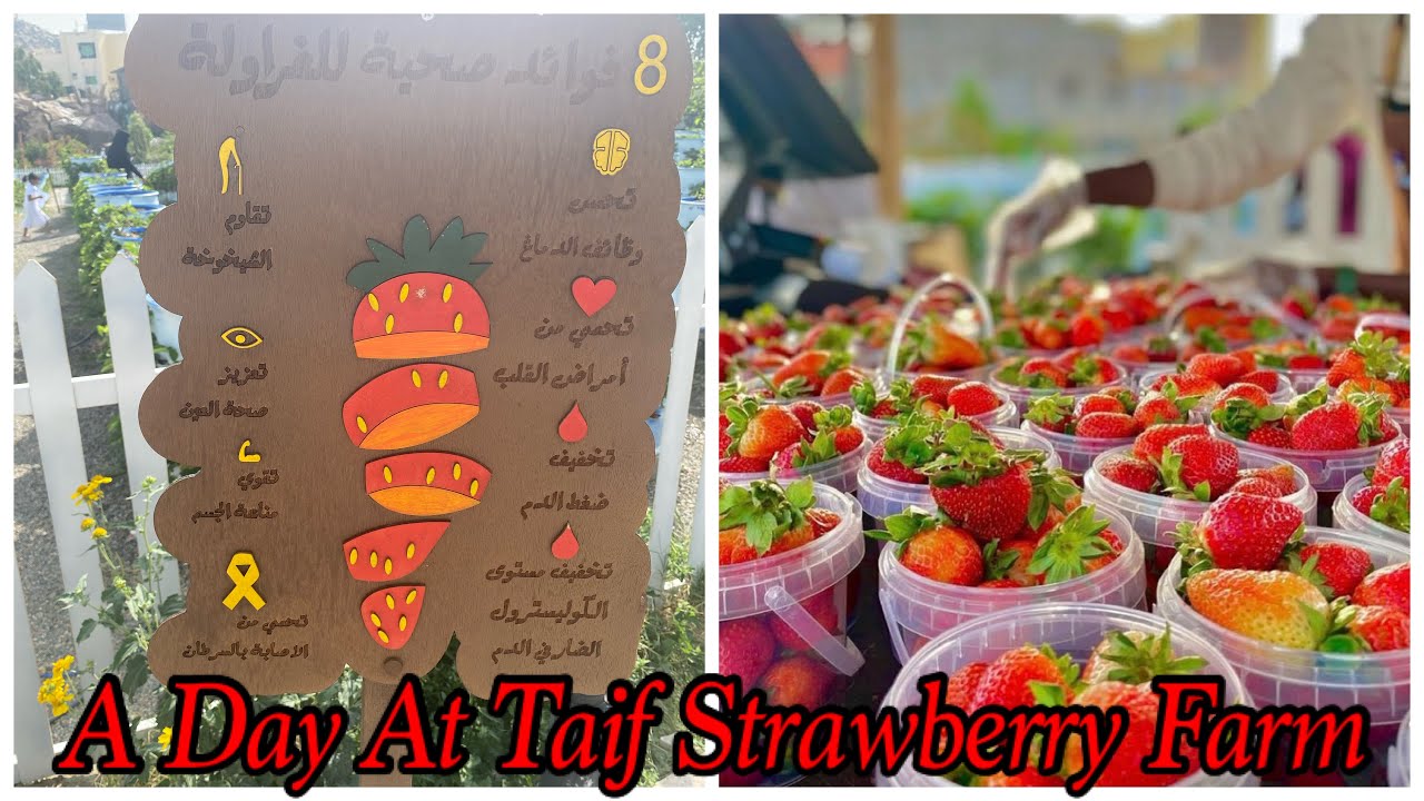 Place to Visit in Taif | Strawberry Farm Taif | Best Tourist Place