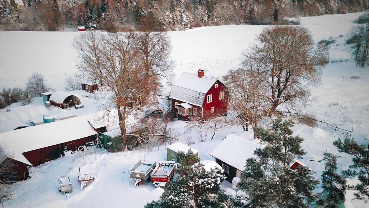 Livestock Winter Chores 🐓🐄🐑❄️ | Life on Swedish Homestead | # 32