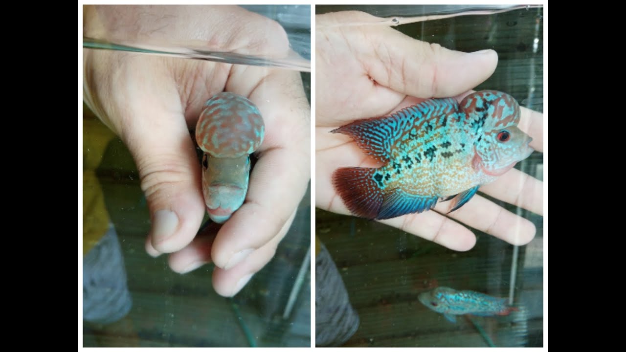 Choosing possible Kokster Flowerhorn fry (Tamang Pagpili ng Posibleng maging Kokster paglaki)