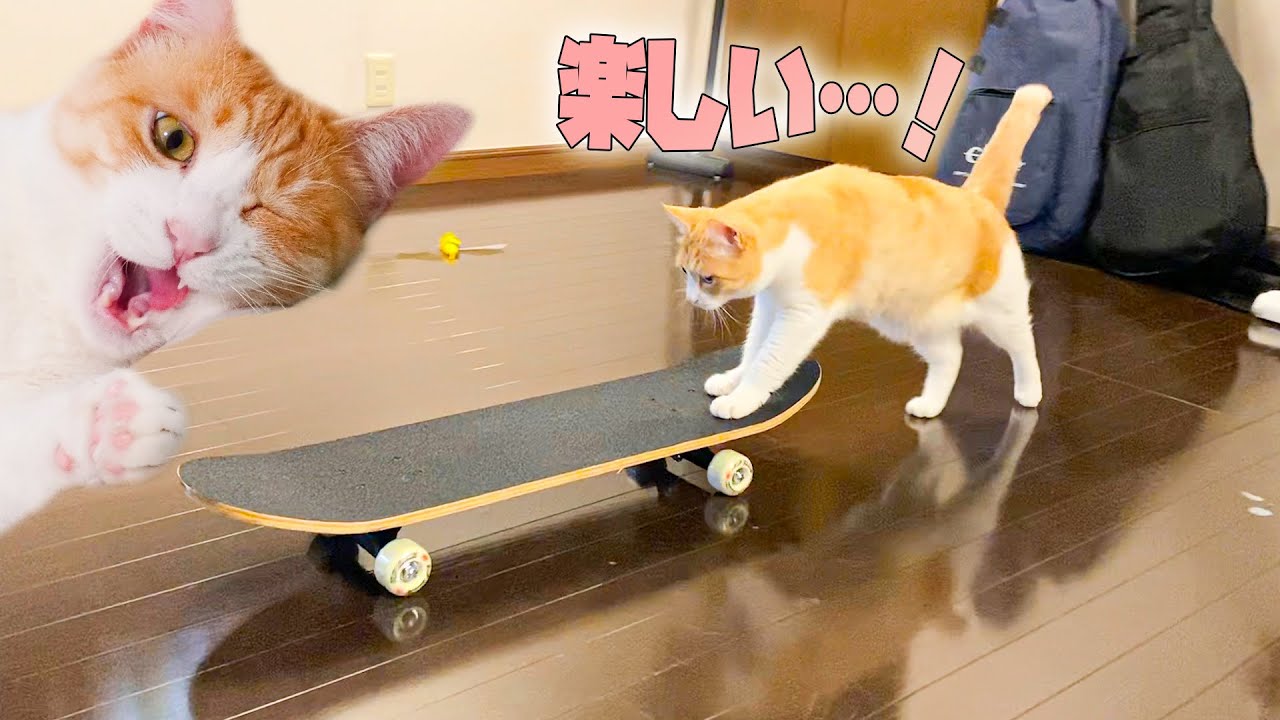 うちの猫のスケボーの乗り方が明らかに間違っている件について