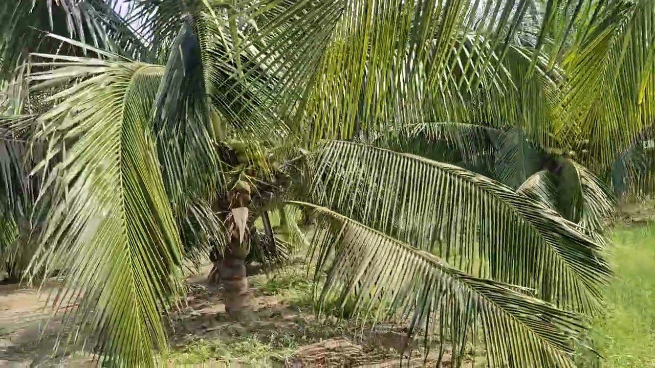 நச்சுனுஒருதோப்புபாருங்கவிற்ப்பனைக்குதொடர்புக்கு9095471410