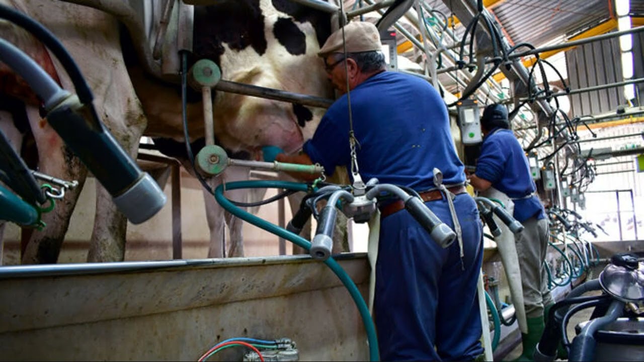 El sector lechero crece en remisión y mayores precios