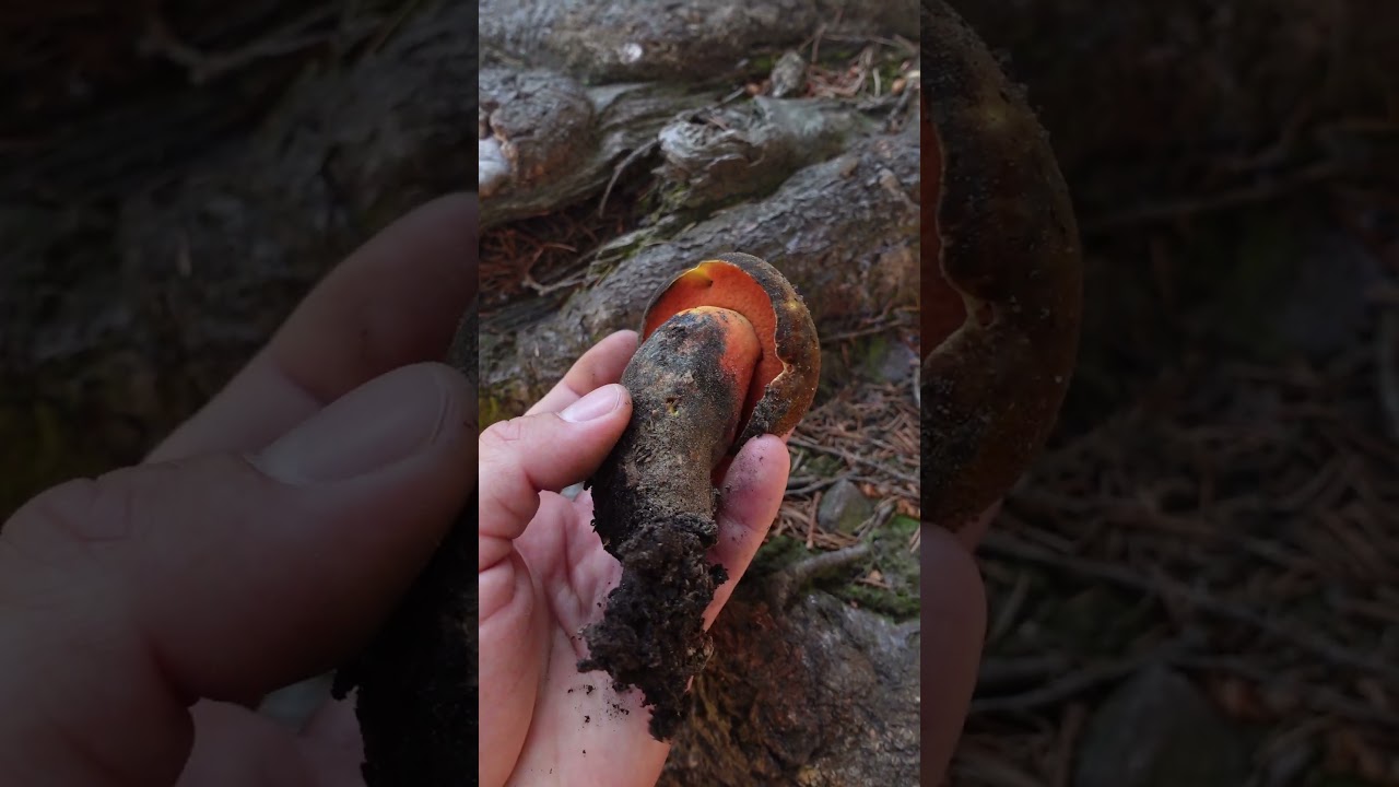 Krasnoborowik ceglastopory, borowik ceglastopory (Neoboletus erythropus) - grzyb jadalny #grzyby