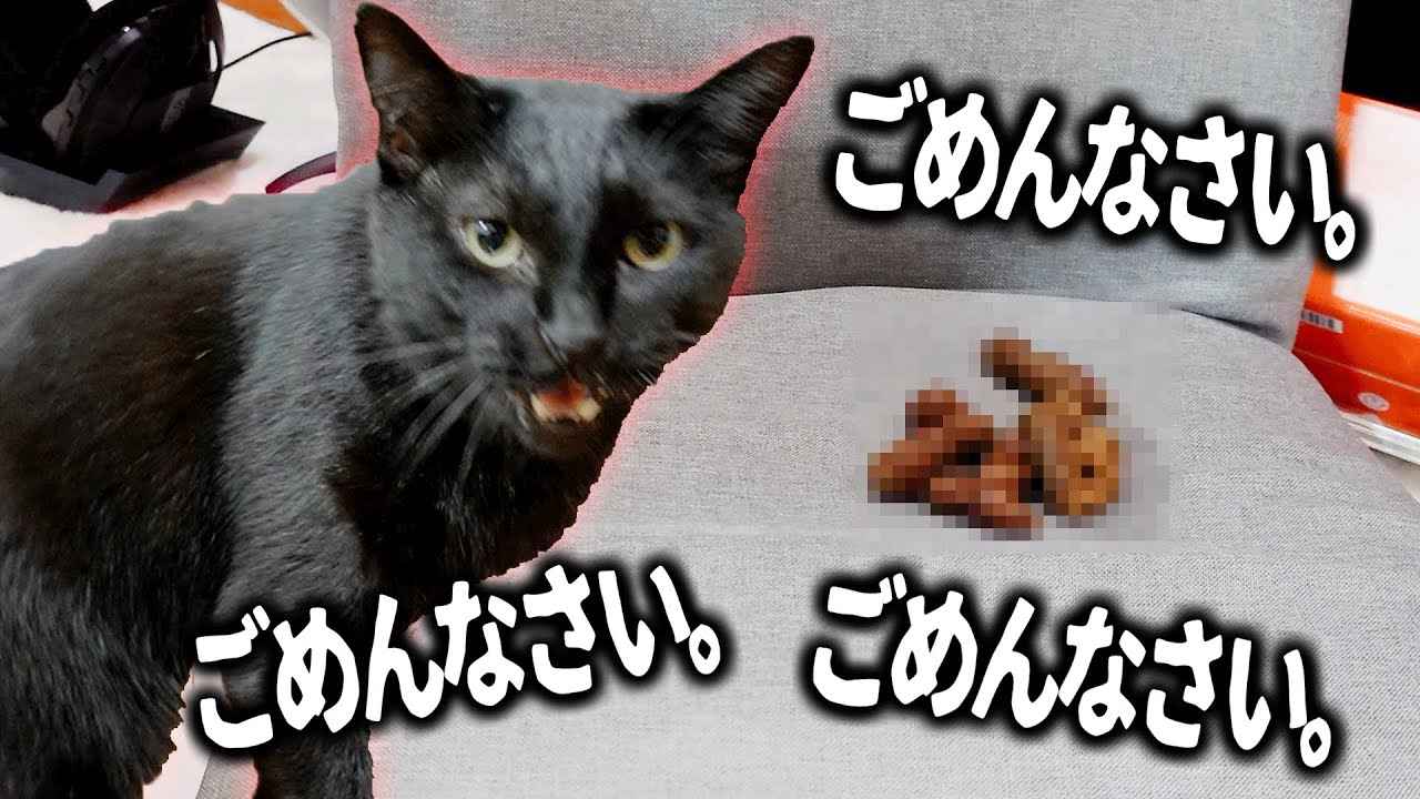 主の座椅子にう○ちをしてしまい、めっちゃ謝る猫がかわいすぎたｗｗ