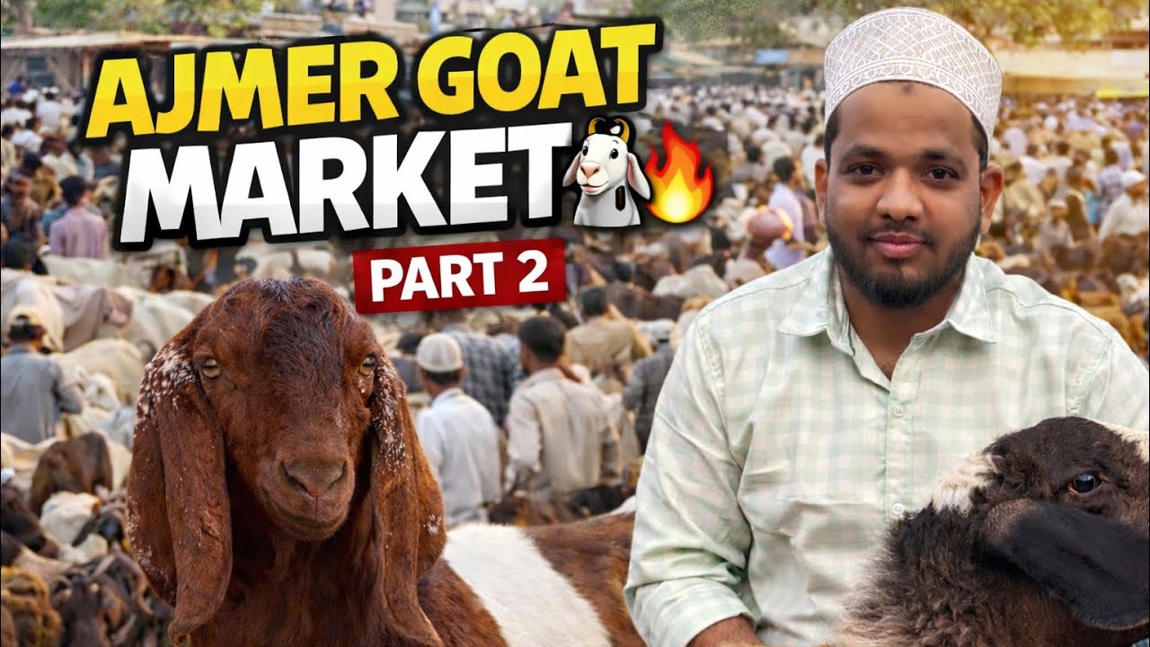 Ajmer Goat Market 🐐🔥 | Bakra Mandi Full Tour | Part 2