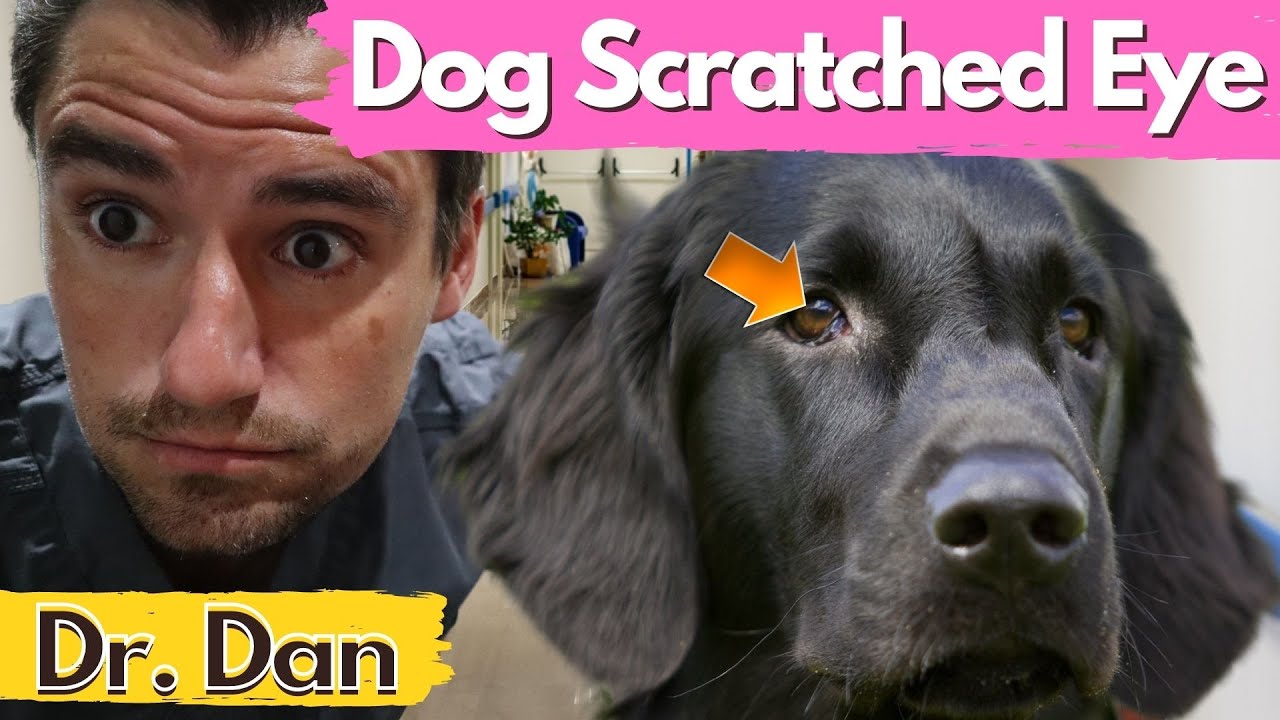 Dog scratched eye.  How a veterinarian will diagnose and treat a scratch cornea.