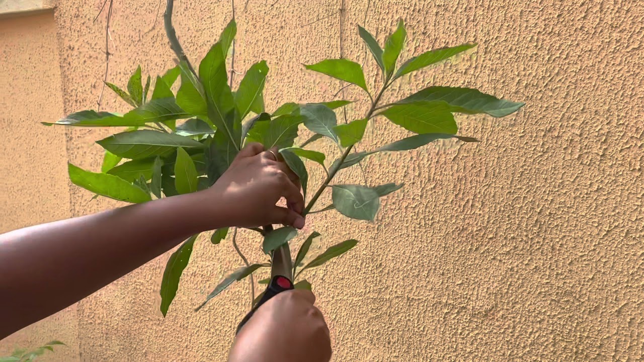 BITTERLEAF: EASY STEPS TO WASH, USES AND BENEFITS #bitterleaf #medicine #africanfood #nigeriansoup