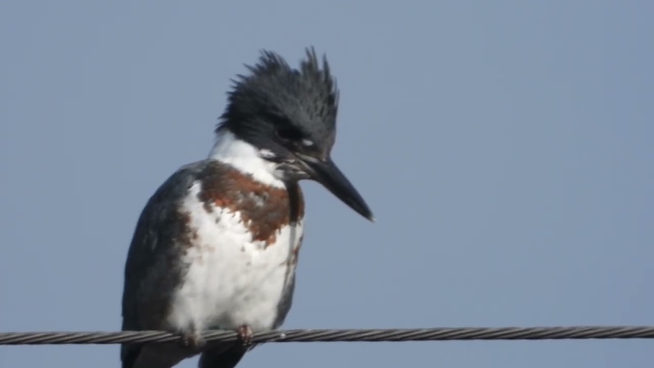 Martin-Pêcheur d'Amérique Glomel  Côtes d'Armor. (film 17)
