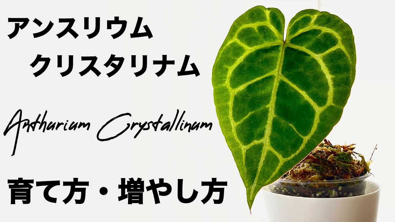 アンスリウム・クリスタリナムの育て方、増やし方