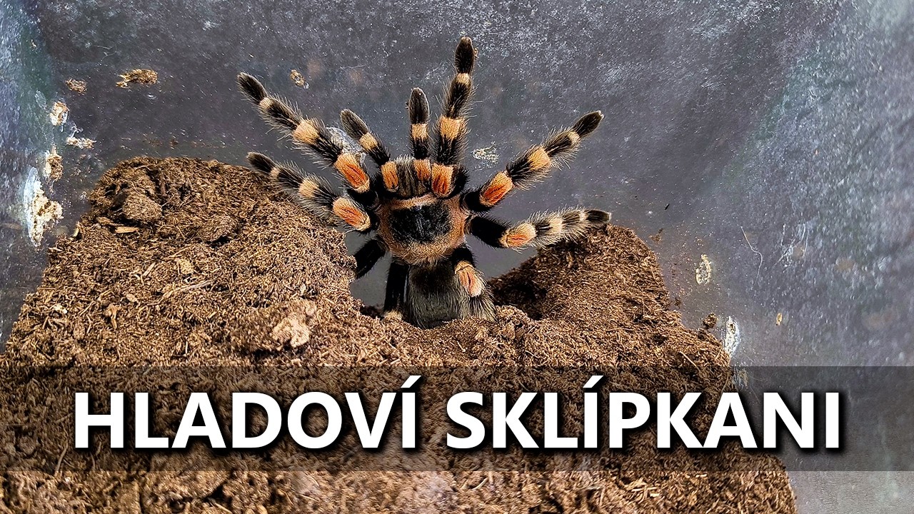 Vele&uacute;spě&scaron;n&eacute; krmen&iacute; skl&iacute;pkanů