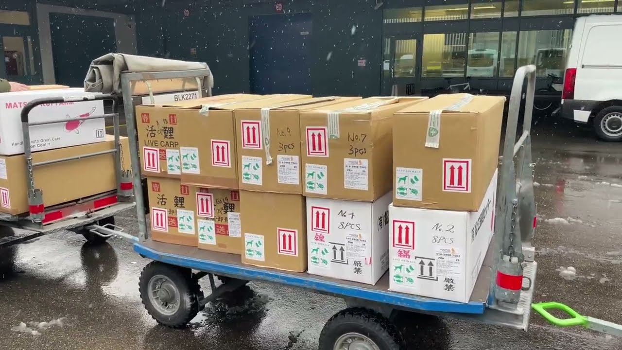 KOI LOUNGE Zürich VLOG No 4: Unser neuster Koiimport