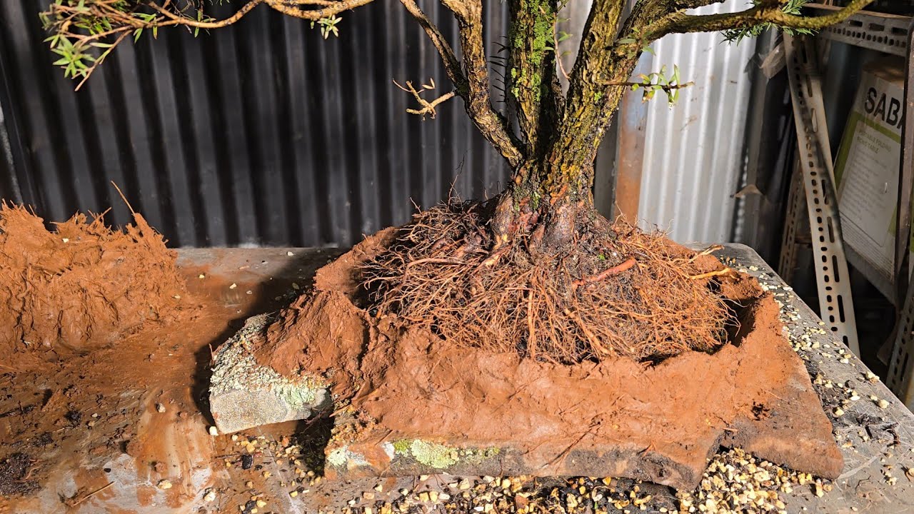 Australian Native Bonsai, Free pot, Slab Planting with Muck building 👷‍♀️