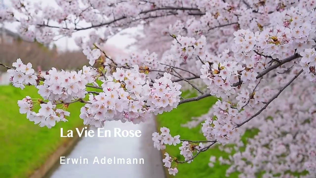La Vie En Rose - Erwin Adelmann