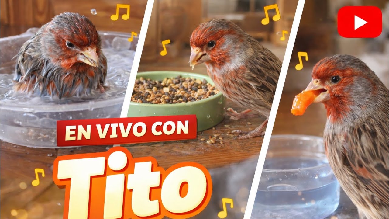 ¡Canariotito está emitiendo en directo!