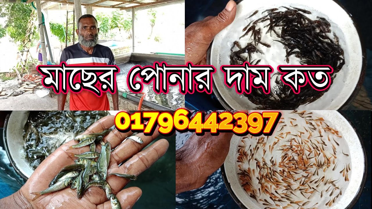 মাছের পোনার দাম কত? পানির দামে সকল মাছের ধানী পোনা কিনুন | বিক্রেতার নাম্বার সহ 01796442397