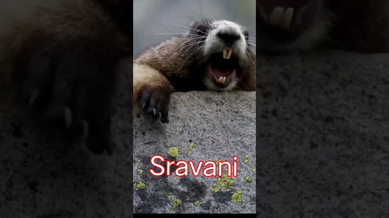 girlfriend Sravani Sravani animal voice short video😂🤣🧕