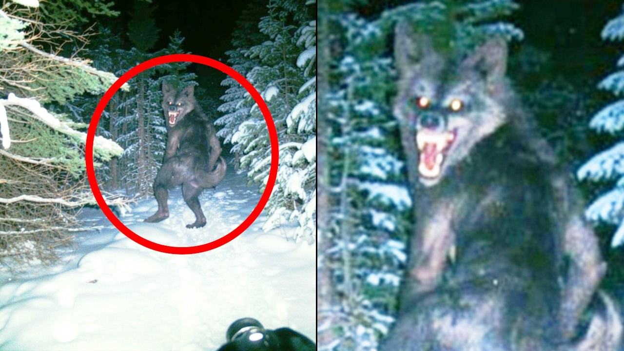Hiker's Final Bodycam Footage Captures Dogman in Alaska