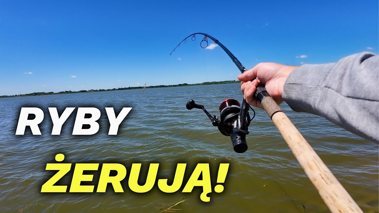 RYBY wybierają ZIARNO 🌽  [ 4K ]