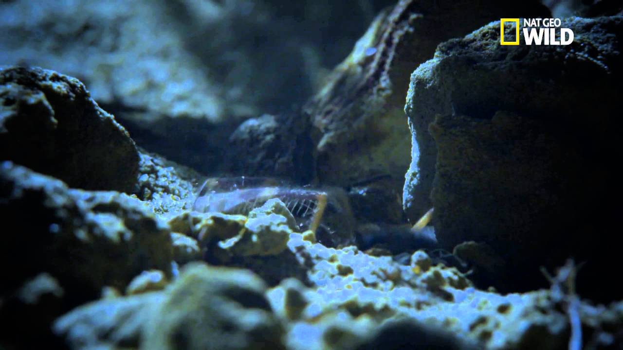 Le scorpion d'Egypte