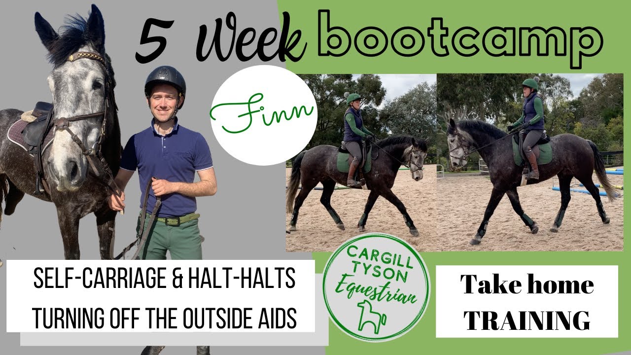 Self carriage & half-halts for the young horse, improve contact,  bend & turn off the outside aids