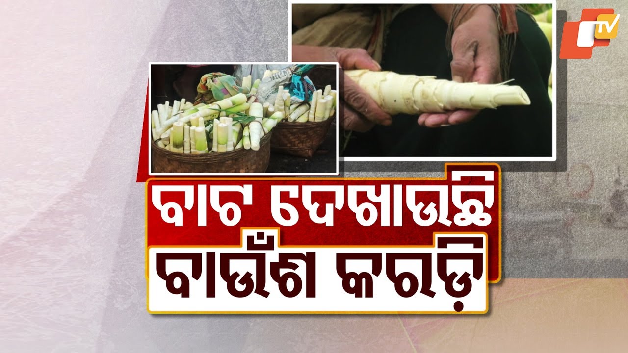 Bamboo Shoots Bring Livelihood Boost for Dongria Kondhs in Niyamgiri