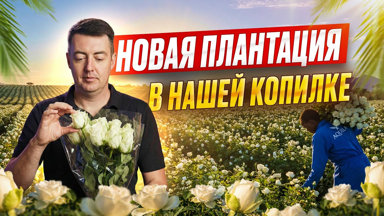 Плантация Aquila: стоит ли запускать в ассортимент | Кения | Цветы оптом | Grand Flowers Group