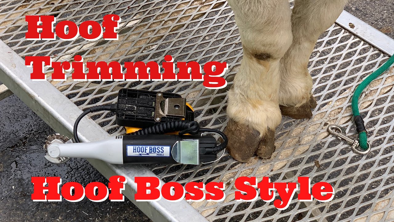 Hoof Trimming With The Hoof Boss ( Boer Goats)