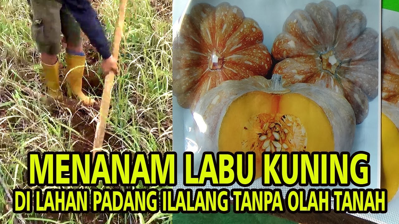 SULAP  PADANG ILALANG DENGAN MENANAM LABU KUNING TANPA OLAH TANAH  Part. 1