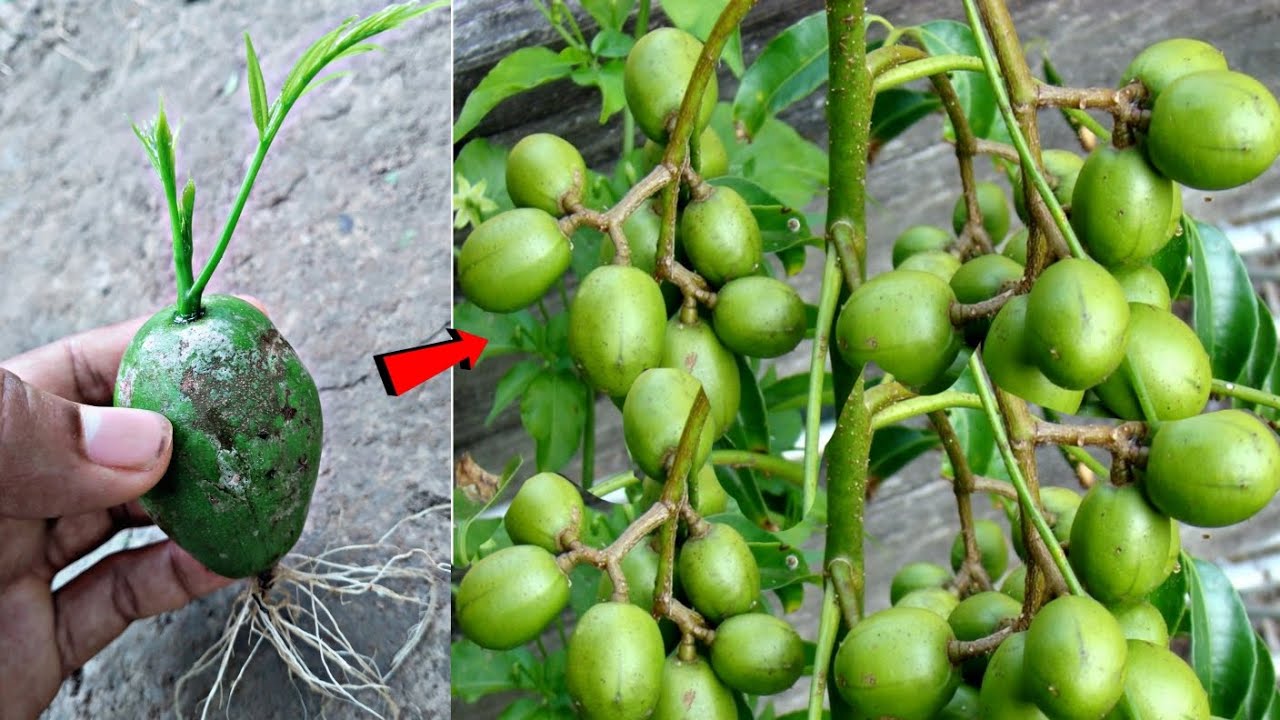 Grow Hog Plum Tree From Hog Plum  | How to Grow Hog Plum Tree 🌴