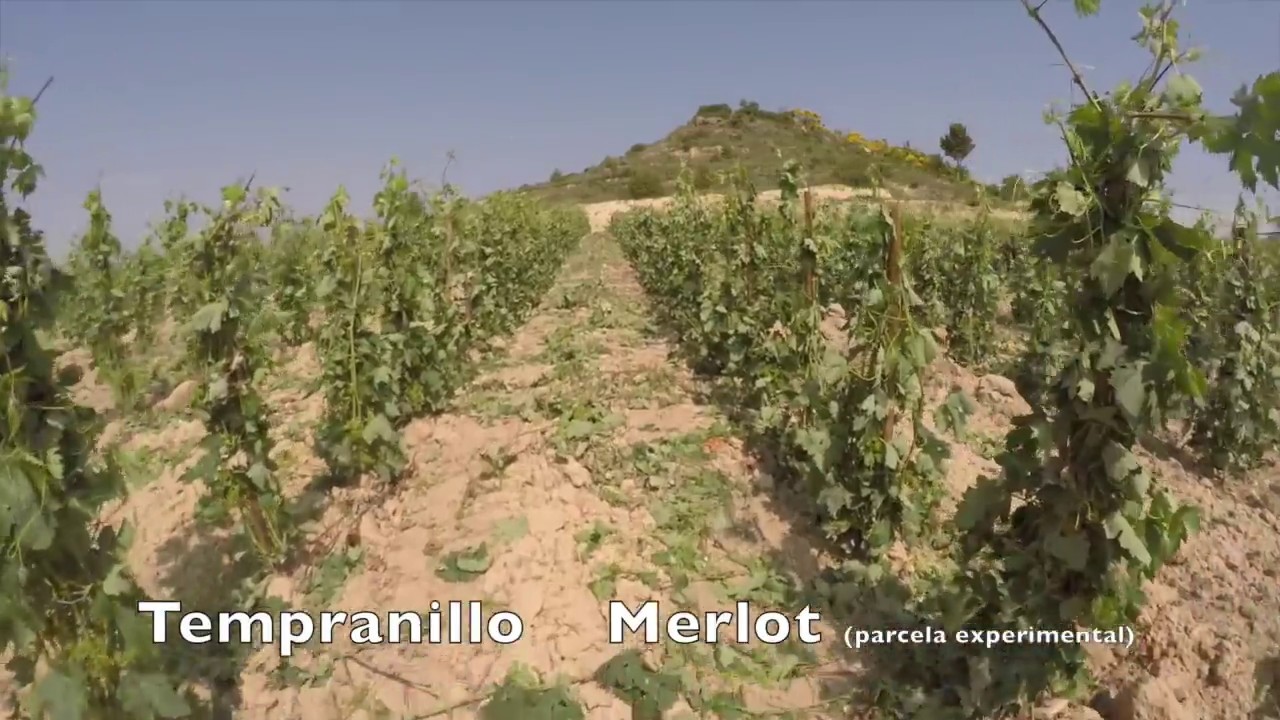 Bodega Barbara Palacios, Barbarot, Rioja Alta, Spain. VINEYARDS AND DRONE 4K.