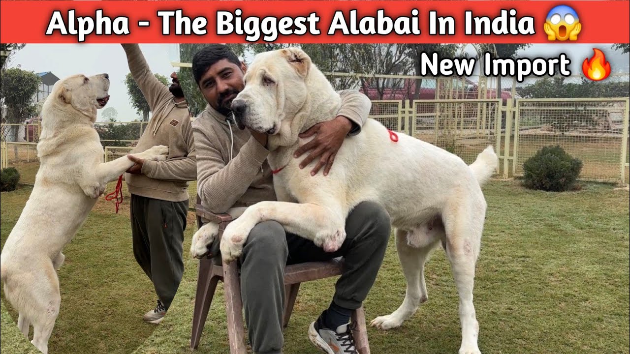 Surprise For Every Alabai Lover 😍🔥 | Alpha- The Biggest Albai In India 😱 | New Import 😱