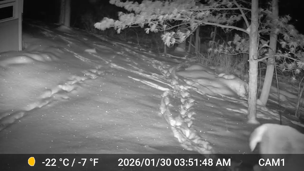 Deer20260130