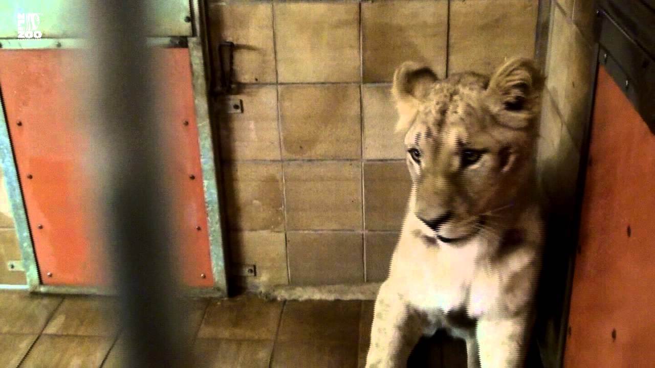 ZOO Zlín - Příjezd 2 lvic konžských