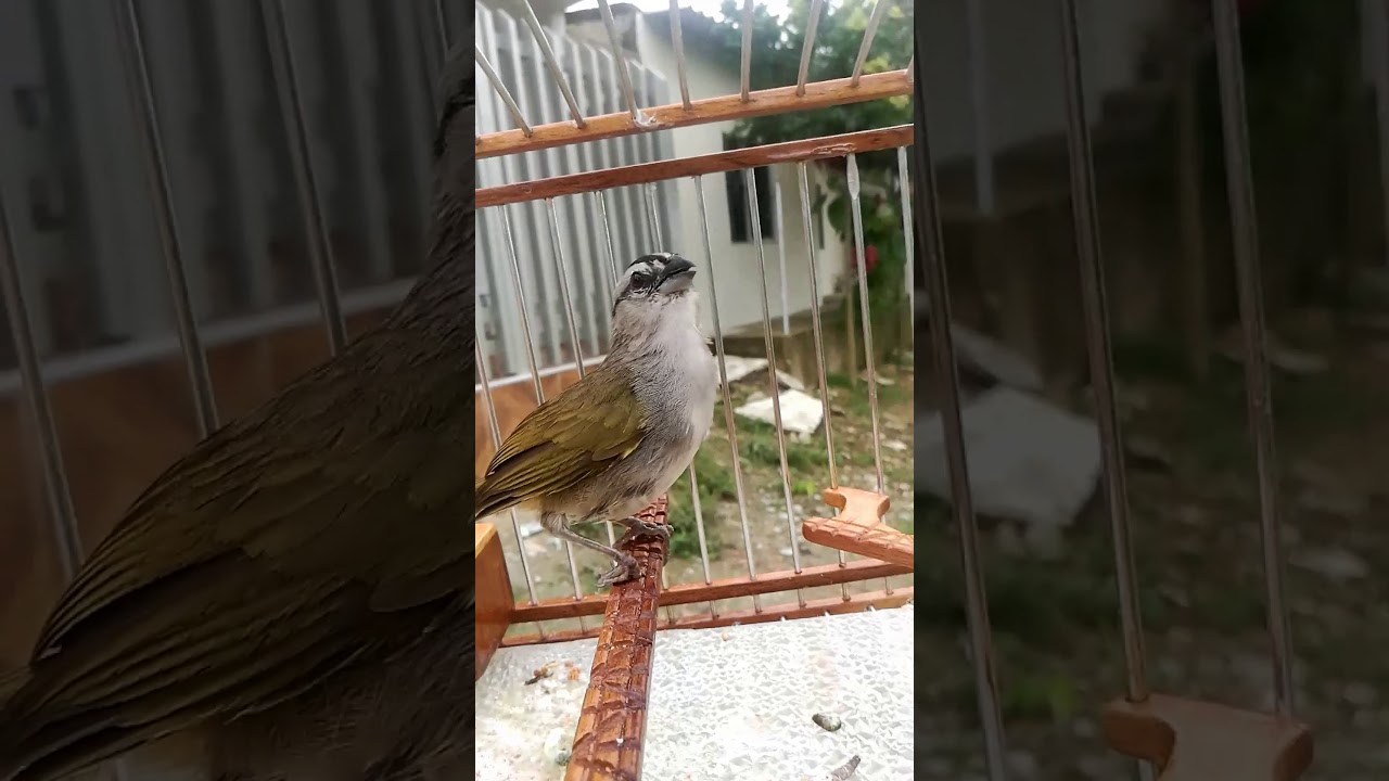 Tunba yegua el Canpeon sincelejo