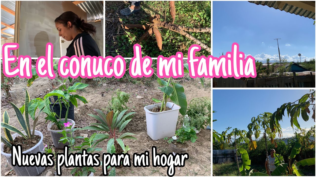EN EL CONUCO DE MI FAMILIA 🌱/ LA MEJOR YUCA 🥰/ nuevas PLANTAS para MI HOGAR 🏡 