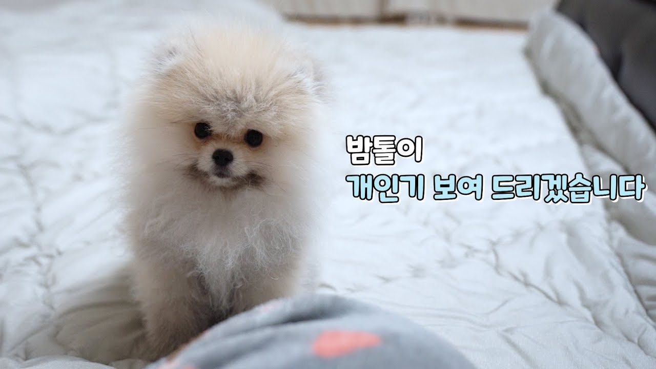 아기포메라니안 재롱보고 가세요/심장 부여잡을 준비하시고 보세요
