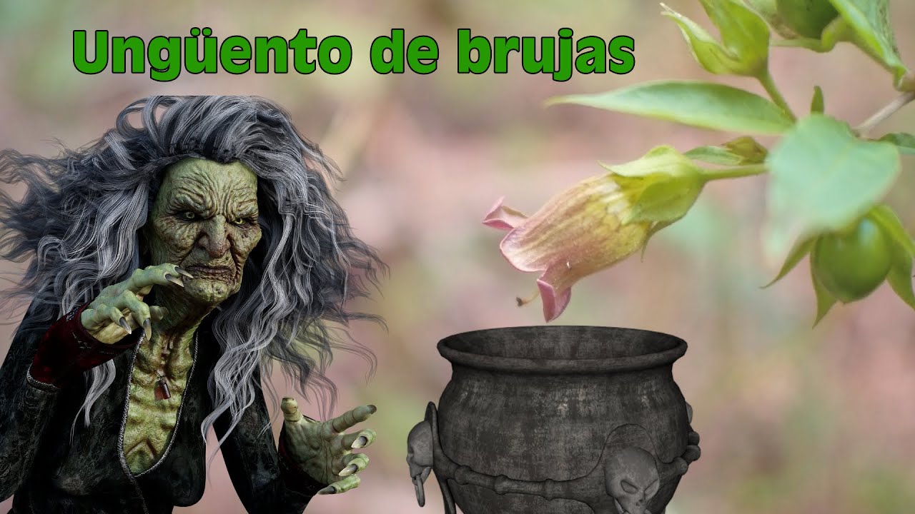 👁️Belladona, la planta de las BRUJAS🧙🏼‍♀️ (Atropa belladonna), Plantas de Uso Tradicional 14