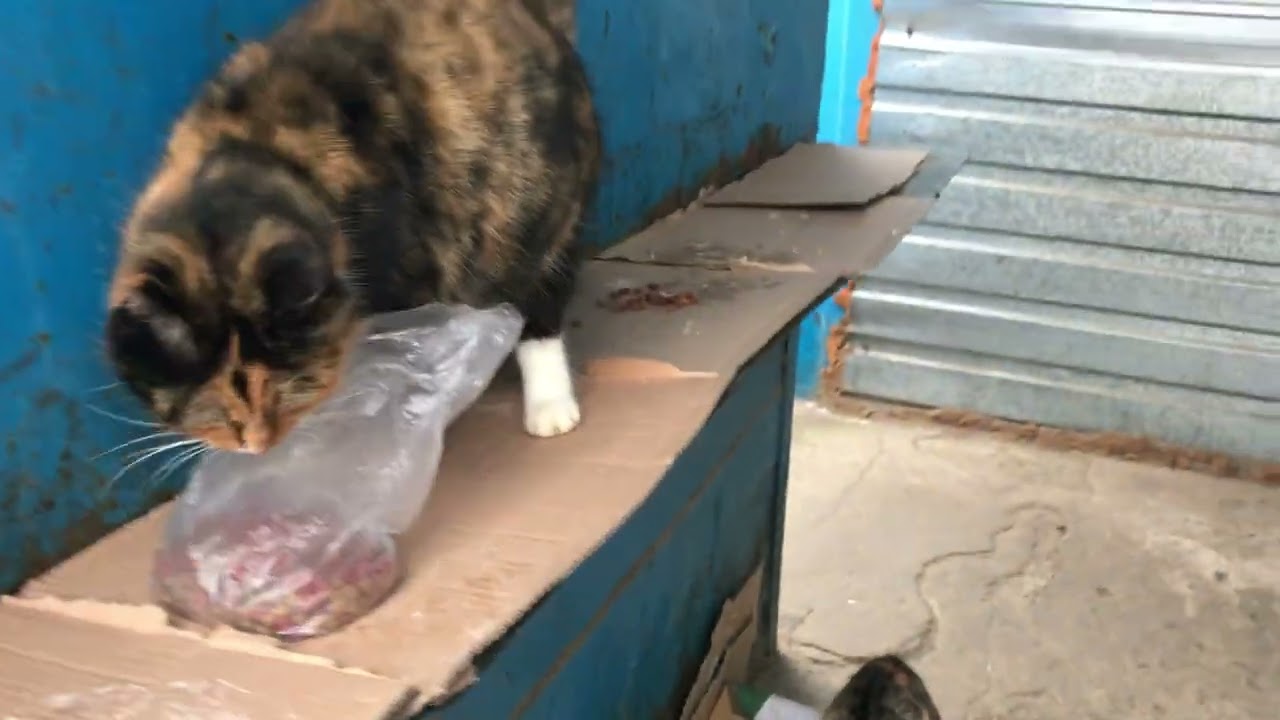 Street Cats. Feeding Cats at the Winter Morning Market